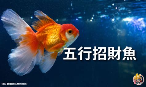 招財 魚